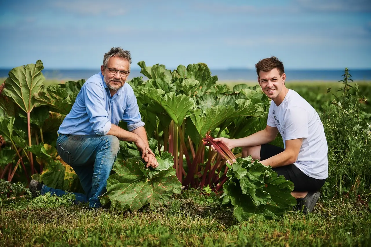 To avlere høster rabarber på marken